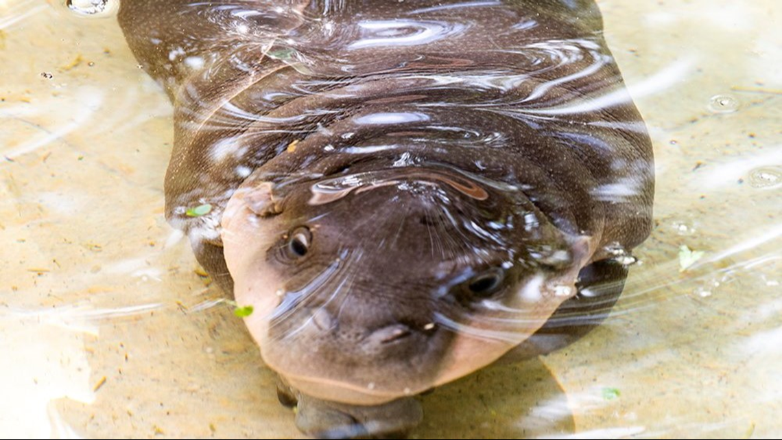 CUTE ALERT: Baby pygmy hippo makes debut at Zoo Miami | firstcoastnews.com