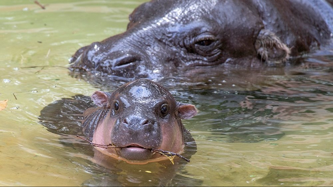 CUTE ALERT: Baby Pygmy Hippo Makes Debut At Zoo Miami | Firstcoastnews.com