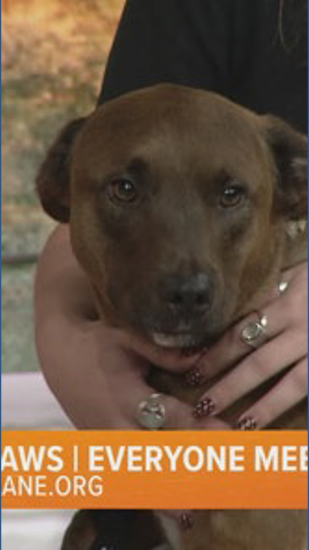 Homes for Paws: Meet Maverick!