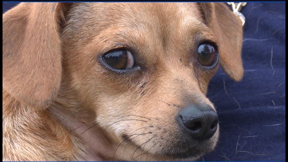 27 Local Chihuahuas Rescued And Looking For New Homes Firstcoastnews Com