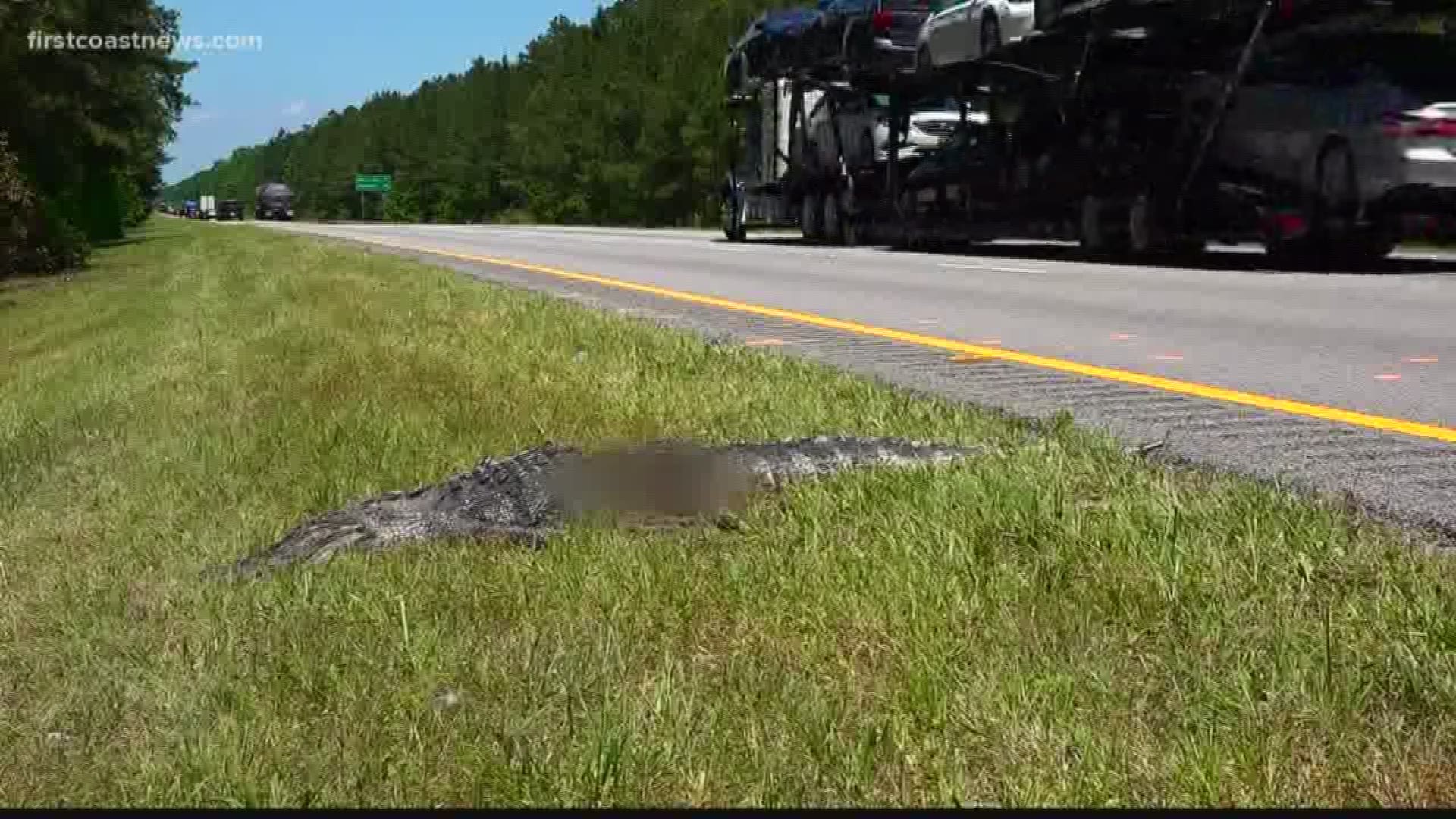 Local family killed in crash after colliding with alligator