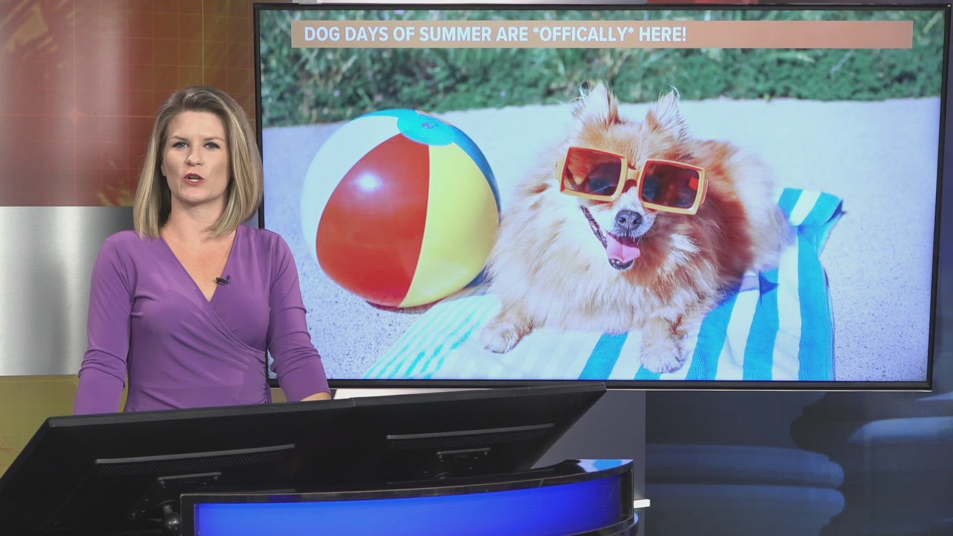 The heat enough to make the dogs a bit more sluggish? Meteorologist Lauren Rautenkranz explains where the phrase the "dog days of summer" came from.