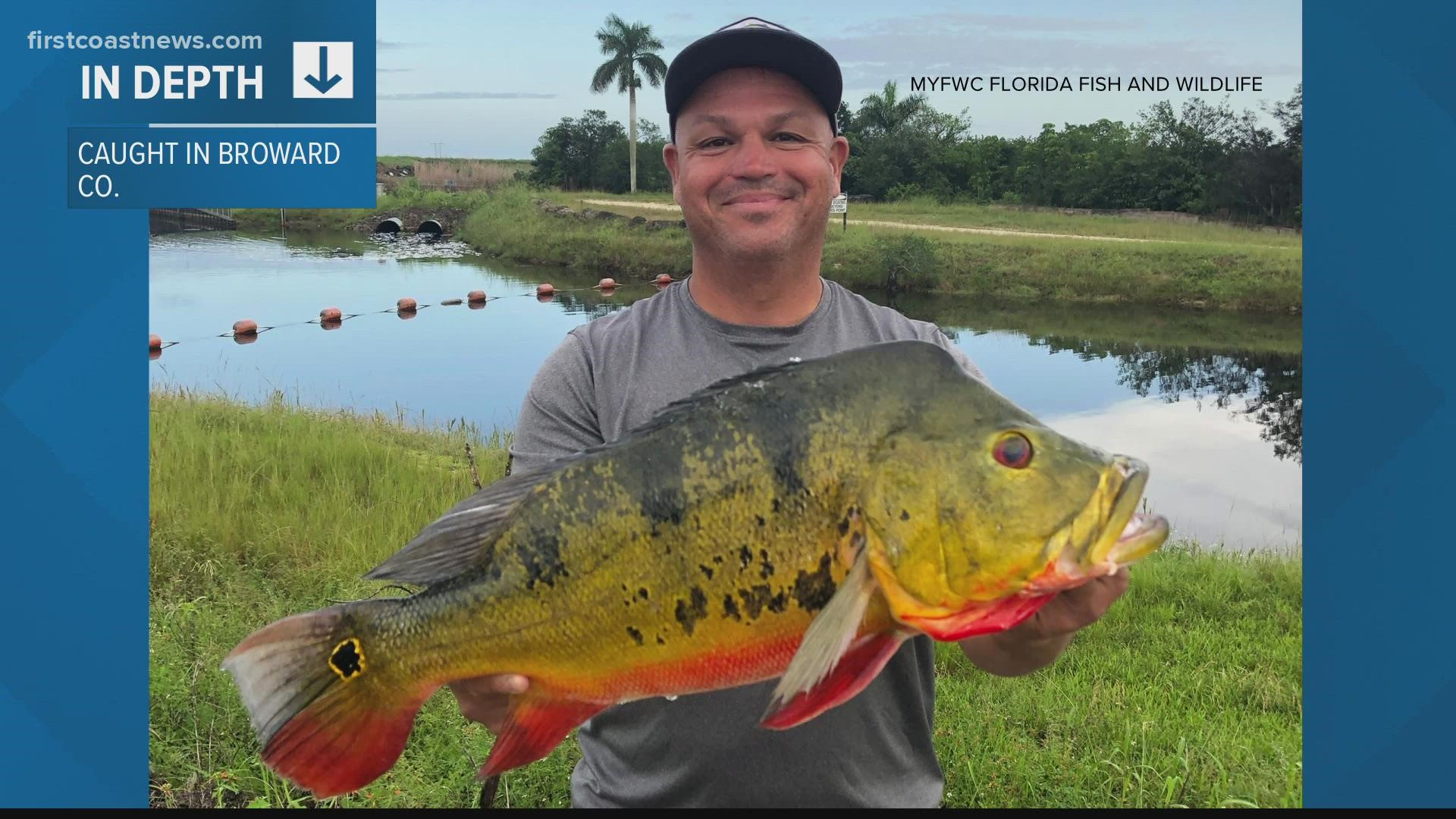 The 9.11 pound butterfly peacock bass broke a record that stood since 1993.