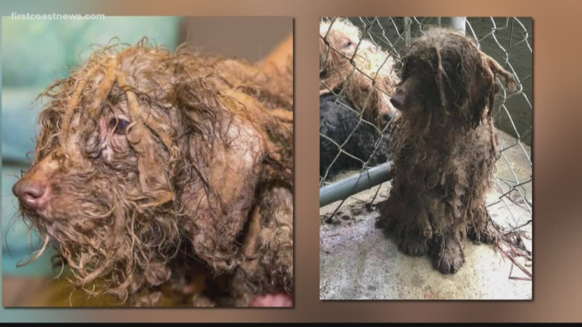 The Nassau Humane Society is taking care of 30 dogs who were found in horrendous conditions at a property in South Georgia. That's where roughly 700 dogs were living with a "licensed breeder."