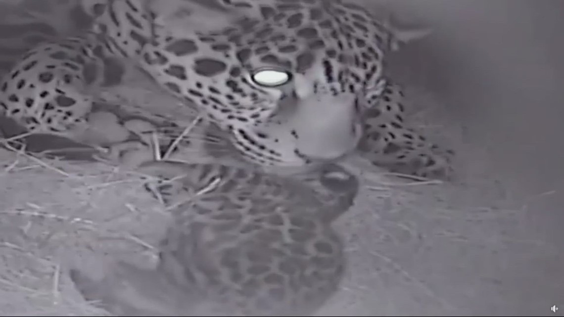 Jacksonville Zoo welcomes baby Jaguar cub | firstcoastnews.com - Vimarsana News