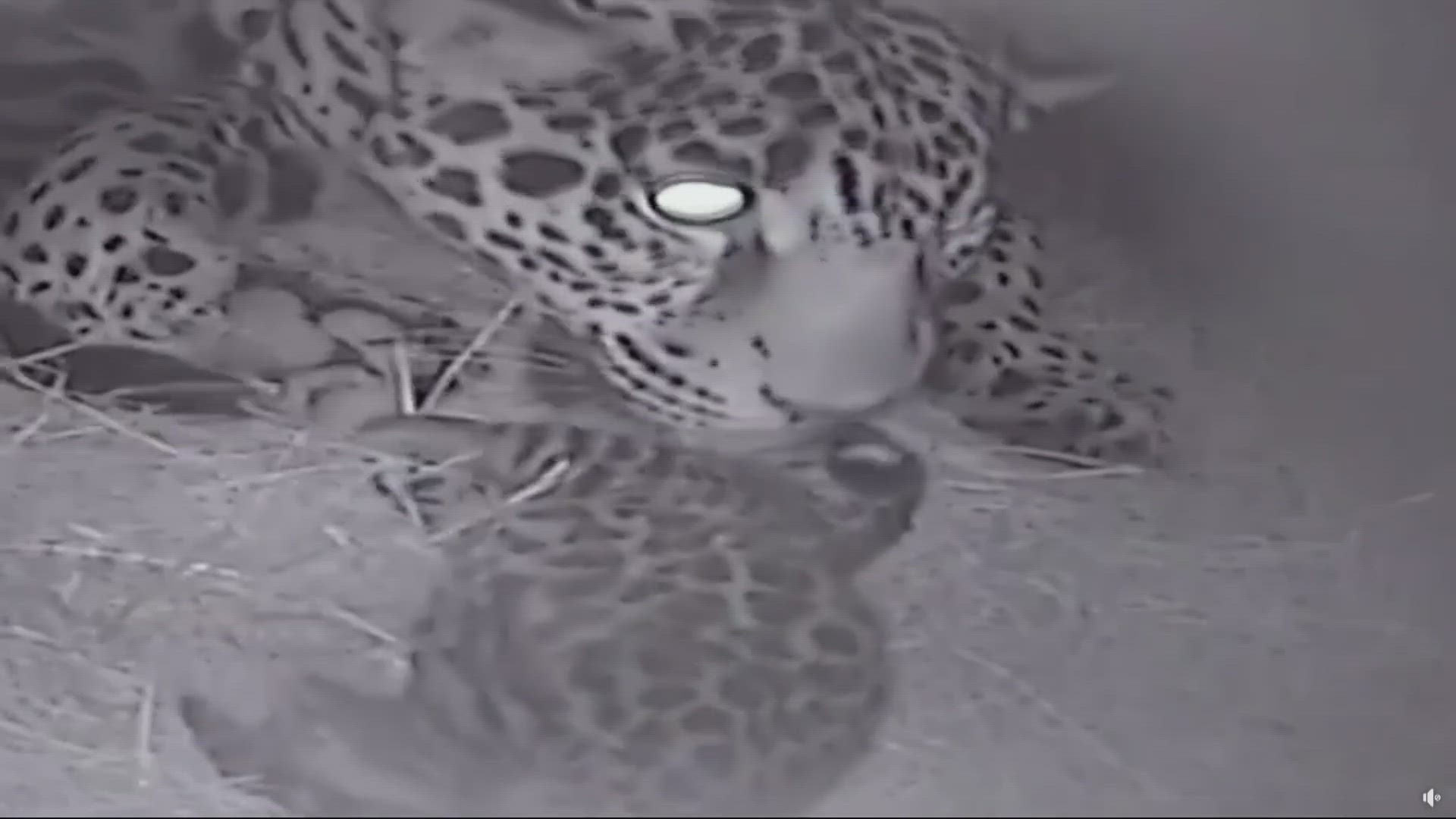 Jacksonville Zoo Welcomes Baby Jaguar Cub Firstcoastnews