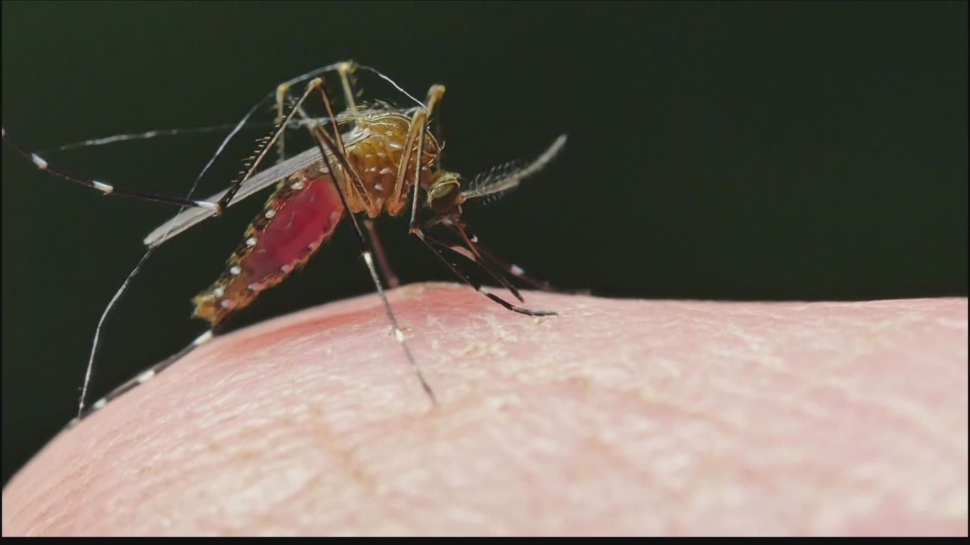 The EPA has approved extending a pilot program for two more years that would allow millions of genetically modified mosquitoes to be released in the Florida Keys.