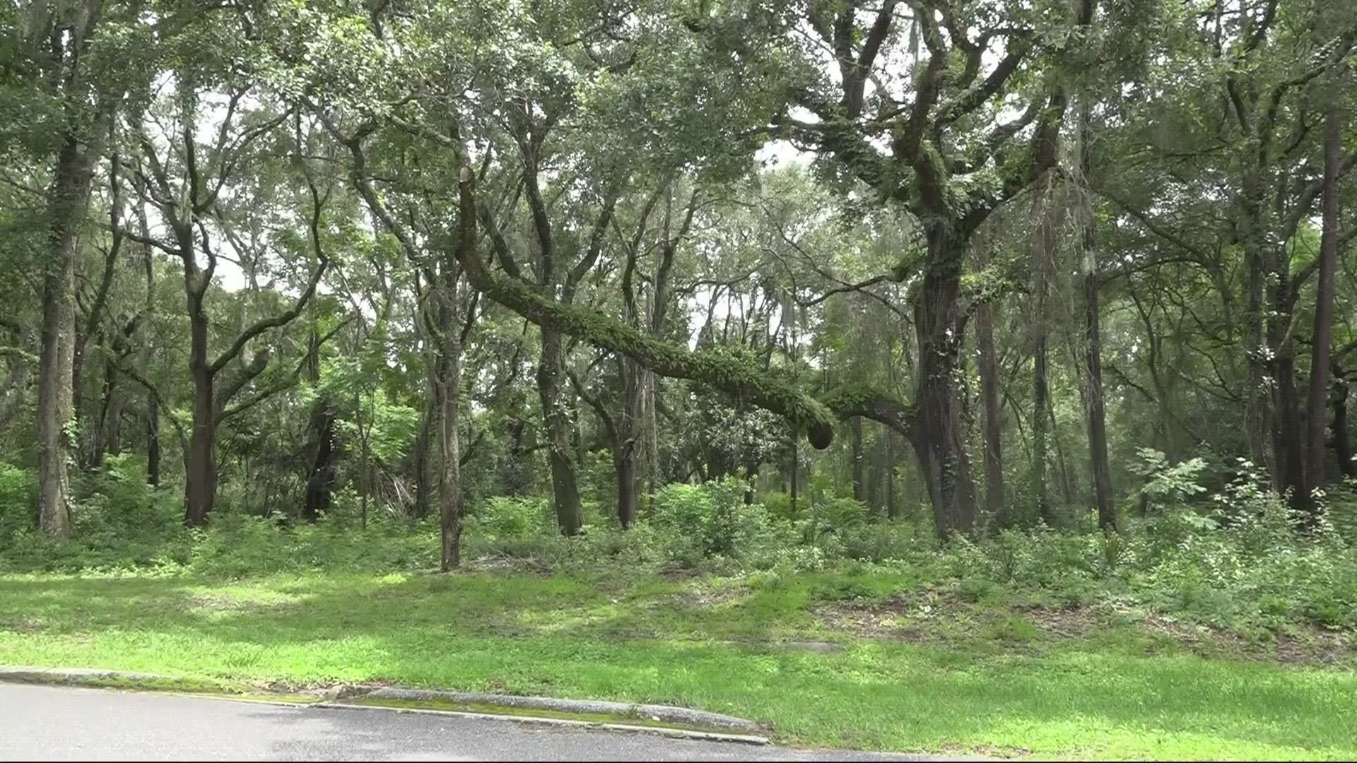 Neighbors worry some 100-year-old trees could be chopped to make way for strip mall in St. Augustine.