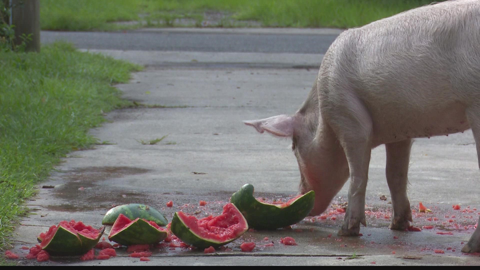 One resident says one of the pigs was attacked by a dog at one point during the day.