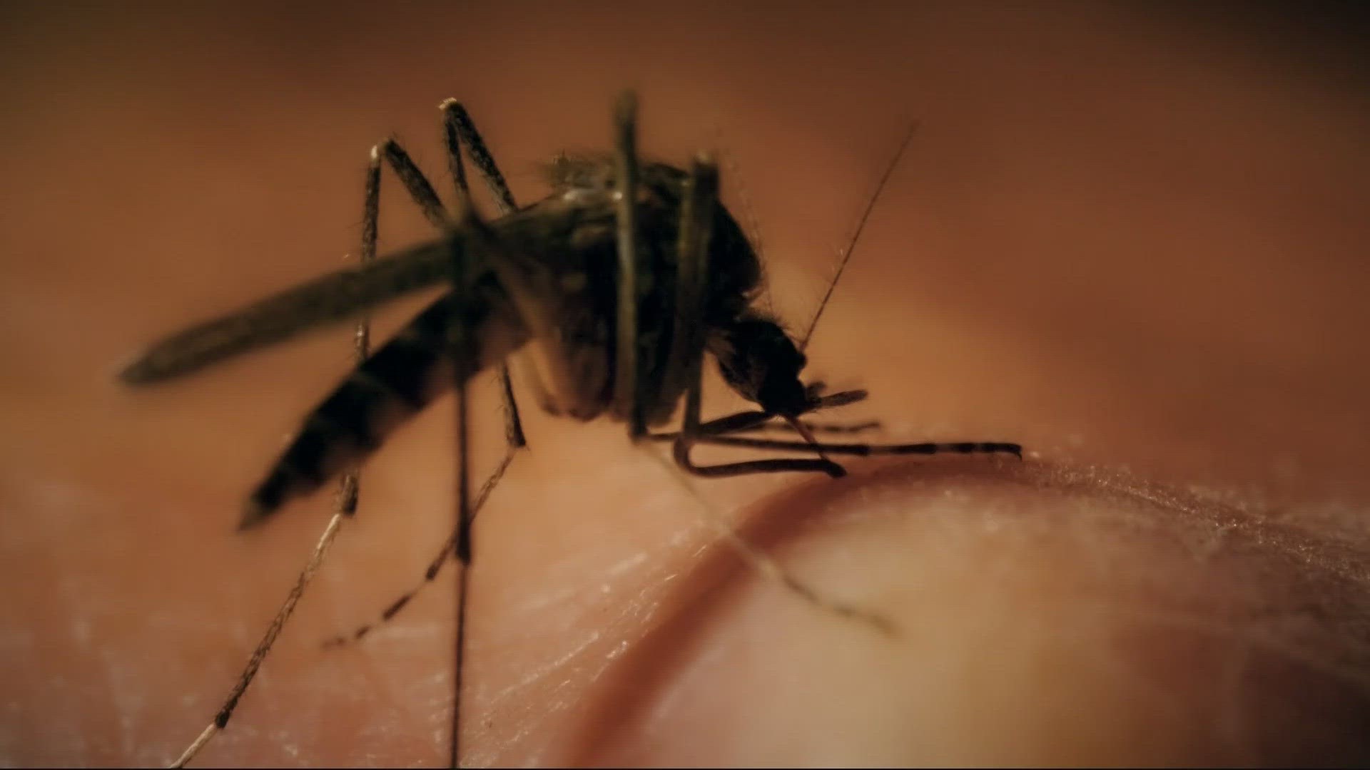 The Florida Department of Health is issuing a statewide mosquito-borne illness advisory following four confirmed and recovered cases of malaria in Sarasota County.