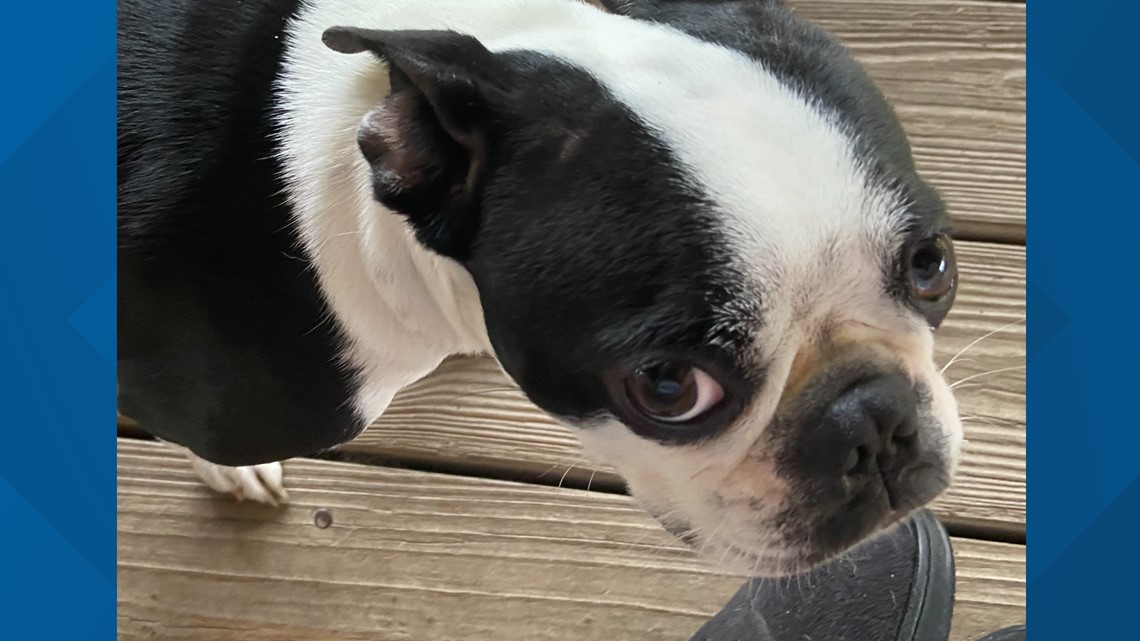 Boston terrier emotional support 2024 dog