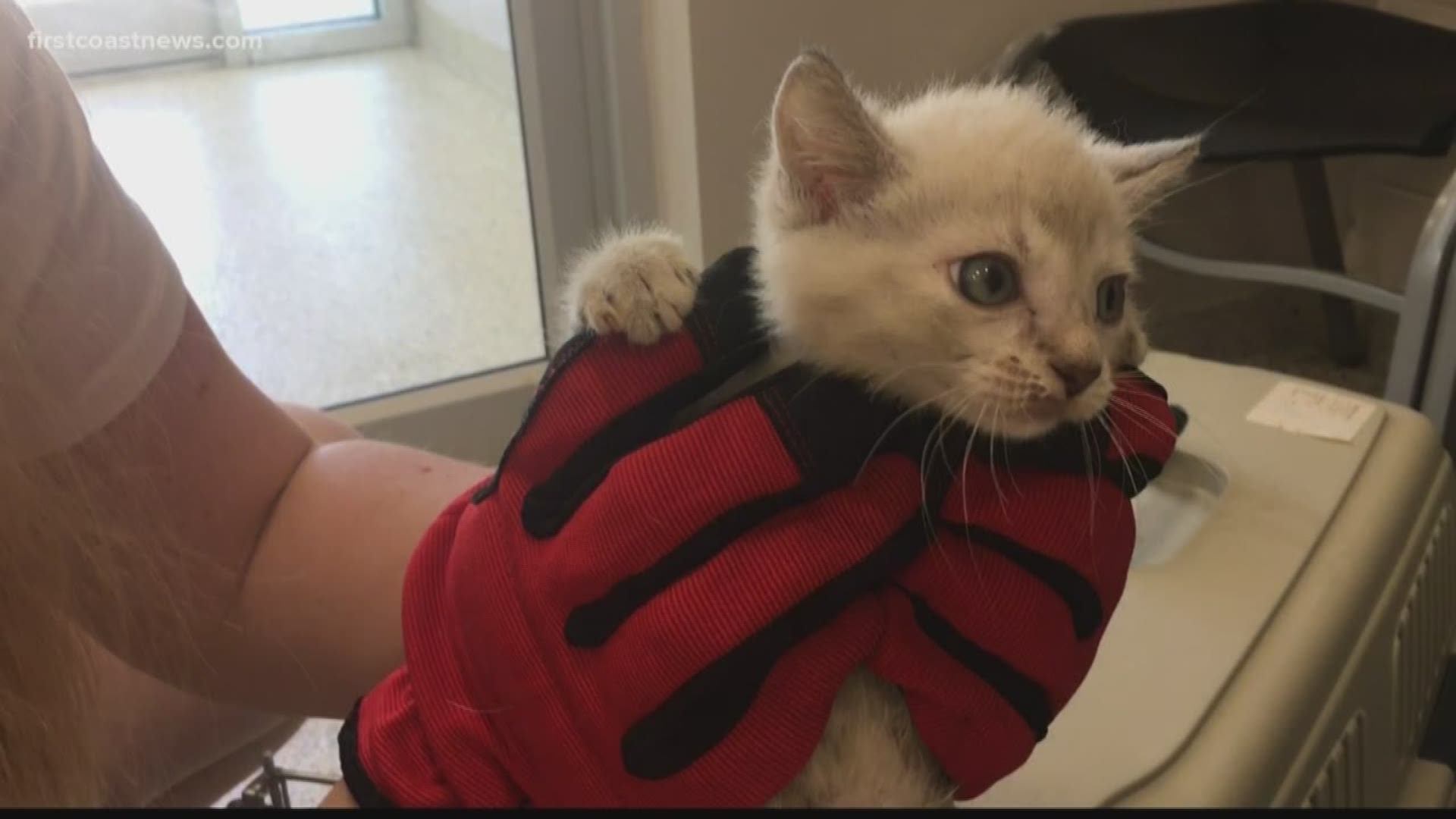 It's kitten season the First Coast and animal shelters are struggling.