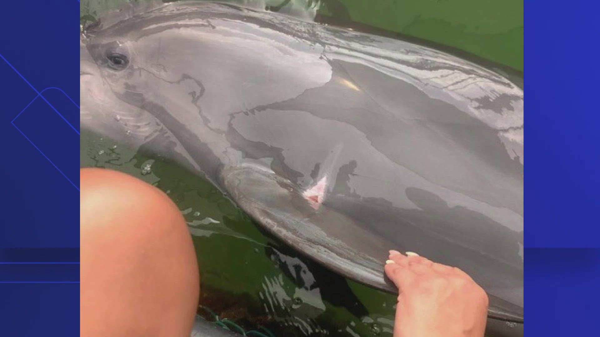 A dolphin researcher points to the photos as evidence for a protective order for all dolphins involved in a bankruptcy case against The Dolphin Company