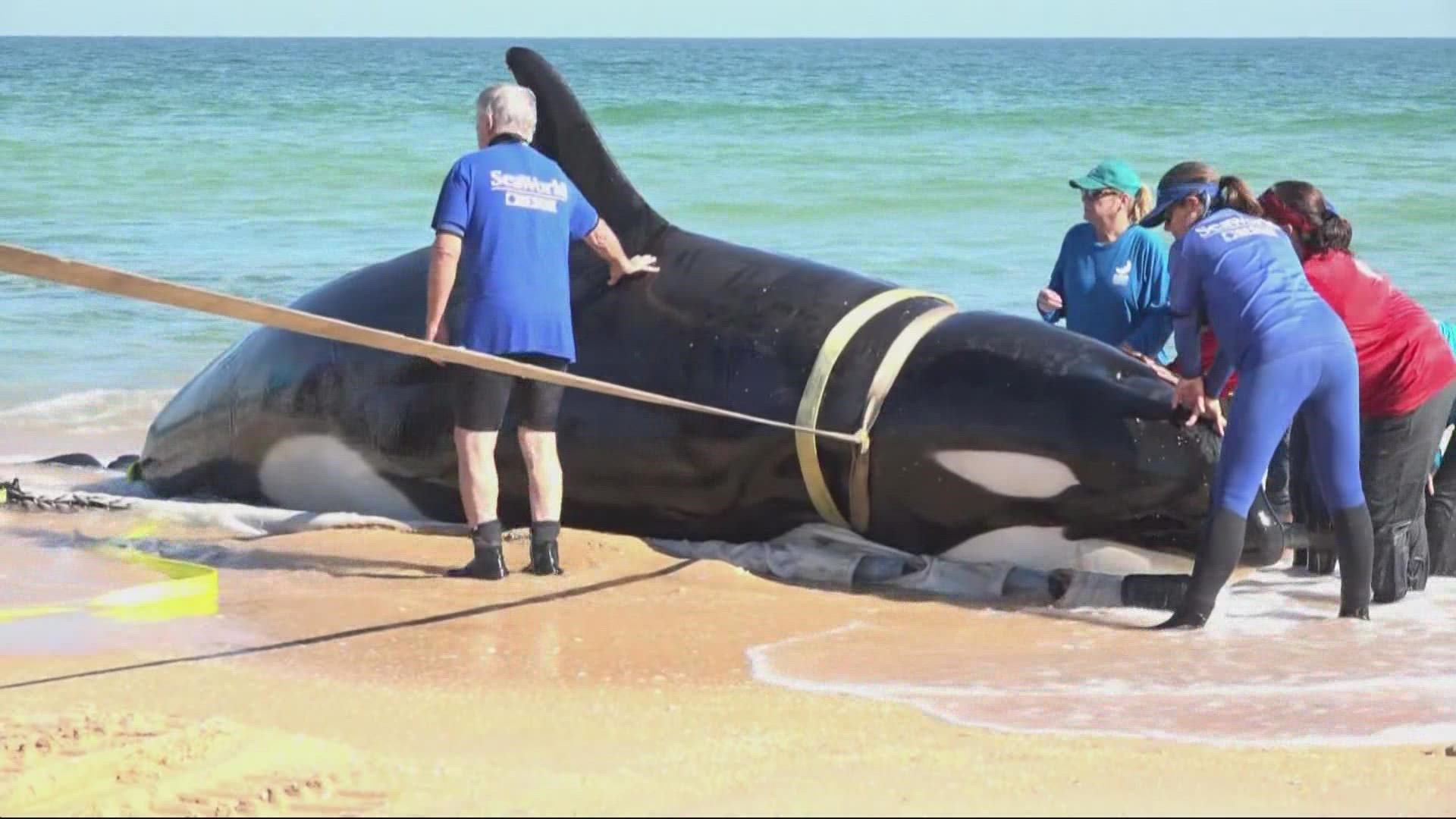 The 21-foot whale reportedly beached itself south of Jungle Hut Park.