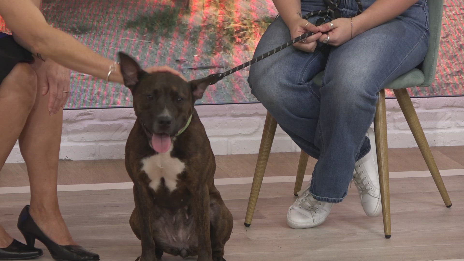 Pet Tails: Meet Anette, a 3-year-old dog from the Jacksonville Humane Society searching for her forever home.