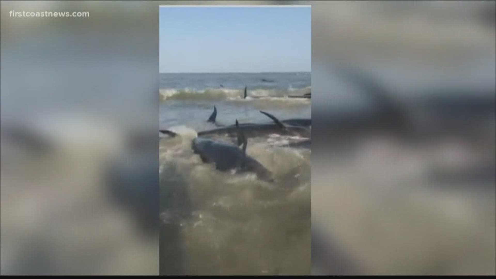 A Facebook Live video shows beachgoers trying to help the whales back into the water.