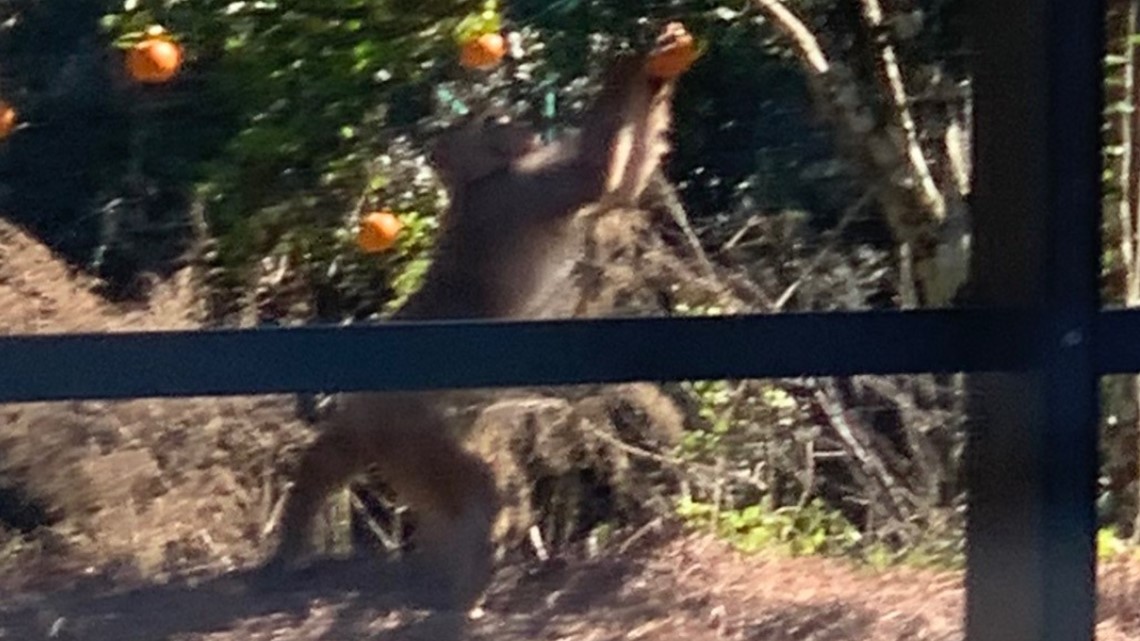 Wild monkey sightings in Florida prompt warnings from officials