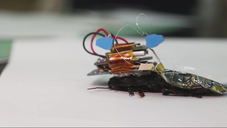 Researchers experiment with remote-controlled cockroaches