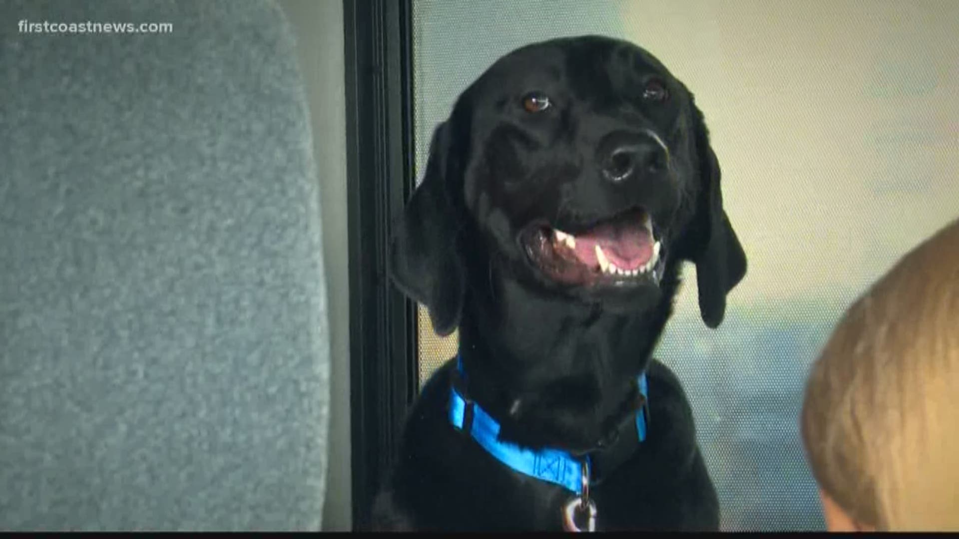 Thanks to a generous billionaire's donation of his private jet, the dogs were able to fly in style to Florida. The two dogs will be a part of Texas' first recruits for K9s For Warriors' elite service training dog program.