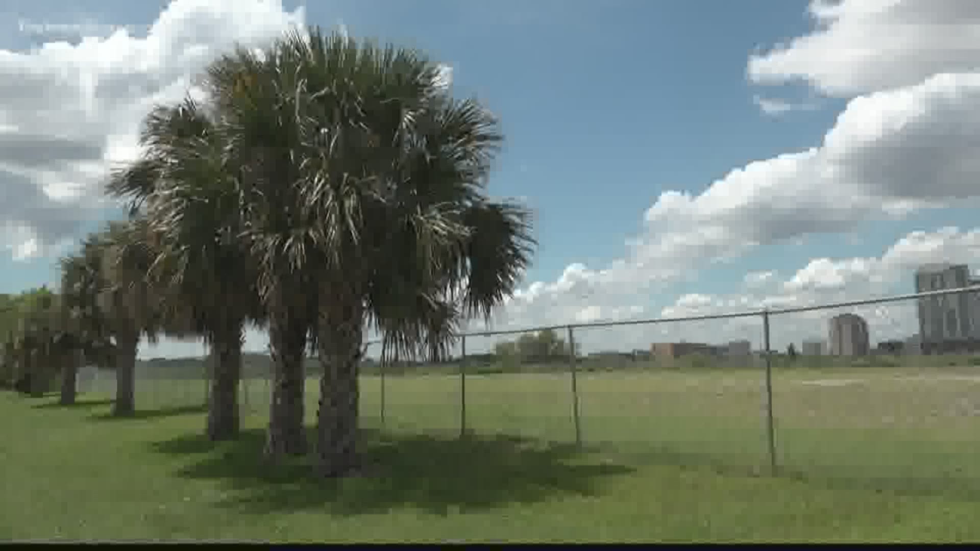 The plant disease, lethal bronzing, is spreading through Florida and killing our iconic palm trees. Because it is growing throughout the Sunshine State, palm trees on the First Coast could be in danger of dying.