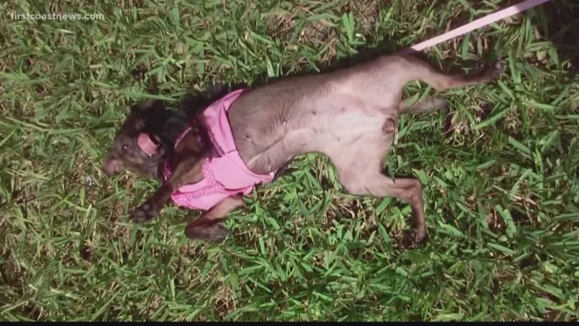After a deadly dog attack took the life of a chihuahua named "Peanut" on Jacksonville's southside last week, it's important for pet owners to understand animal control laws and how they can differ from city to city.