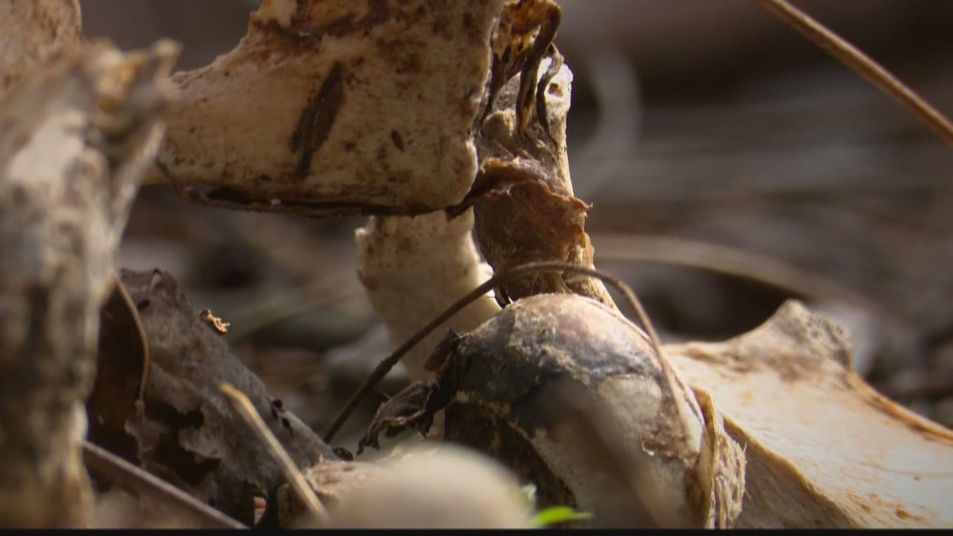 Dead center Forensic 'body farm' breaks ground in Florida