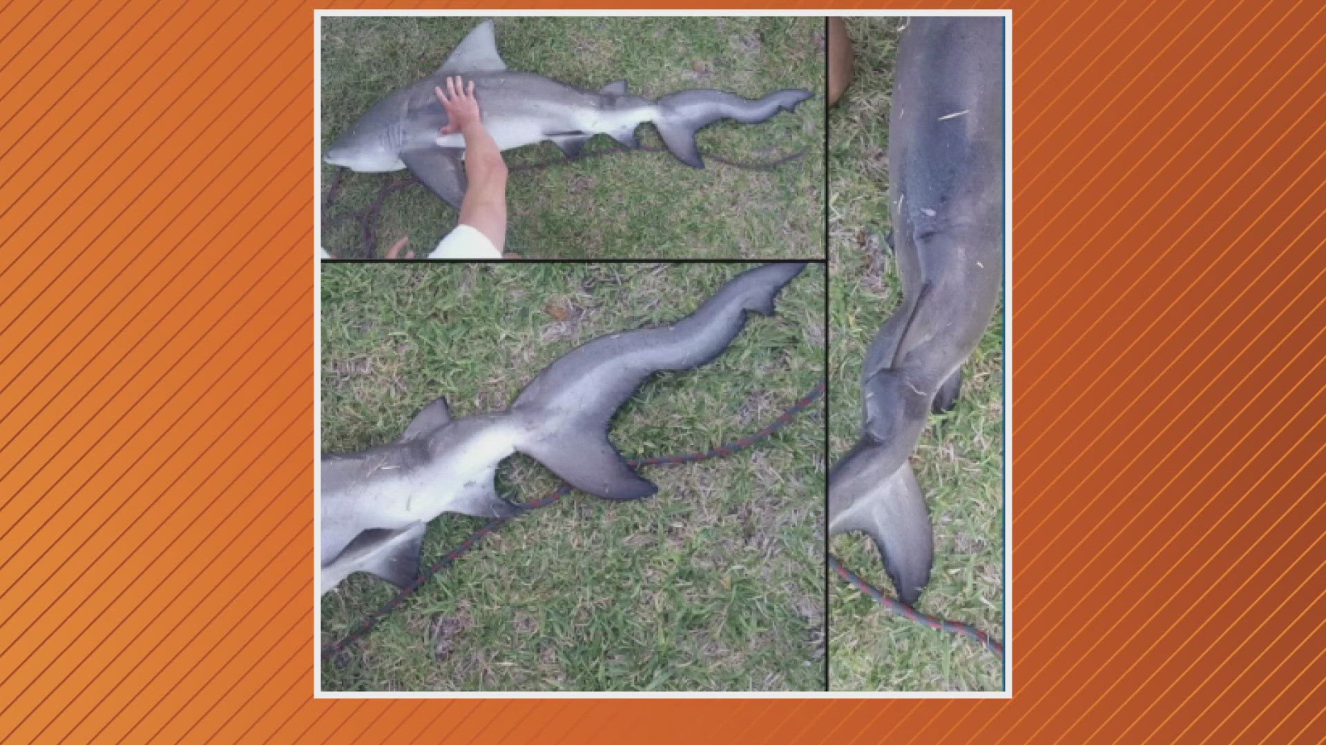 A man was able to find and catch the peculiar-looking shark near Titusville, the Florida Fish and Wildlife Conservation Commission said.