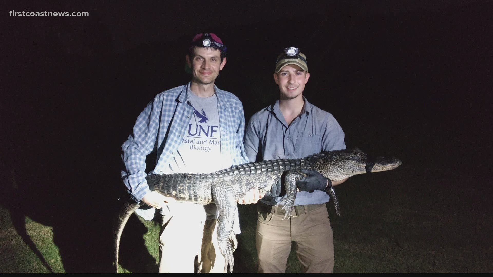 Urban alligators seem to be a rarity. A new study by a University of North Florida professor tracked the number of alligators in the city’s tributaries.