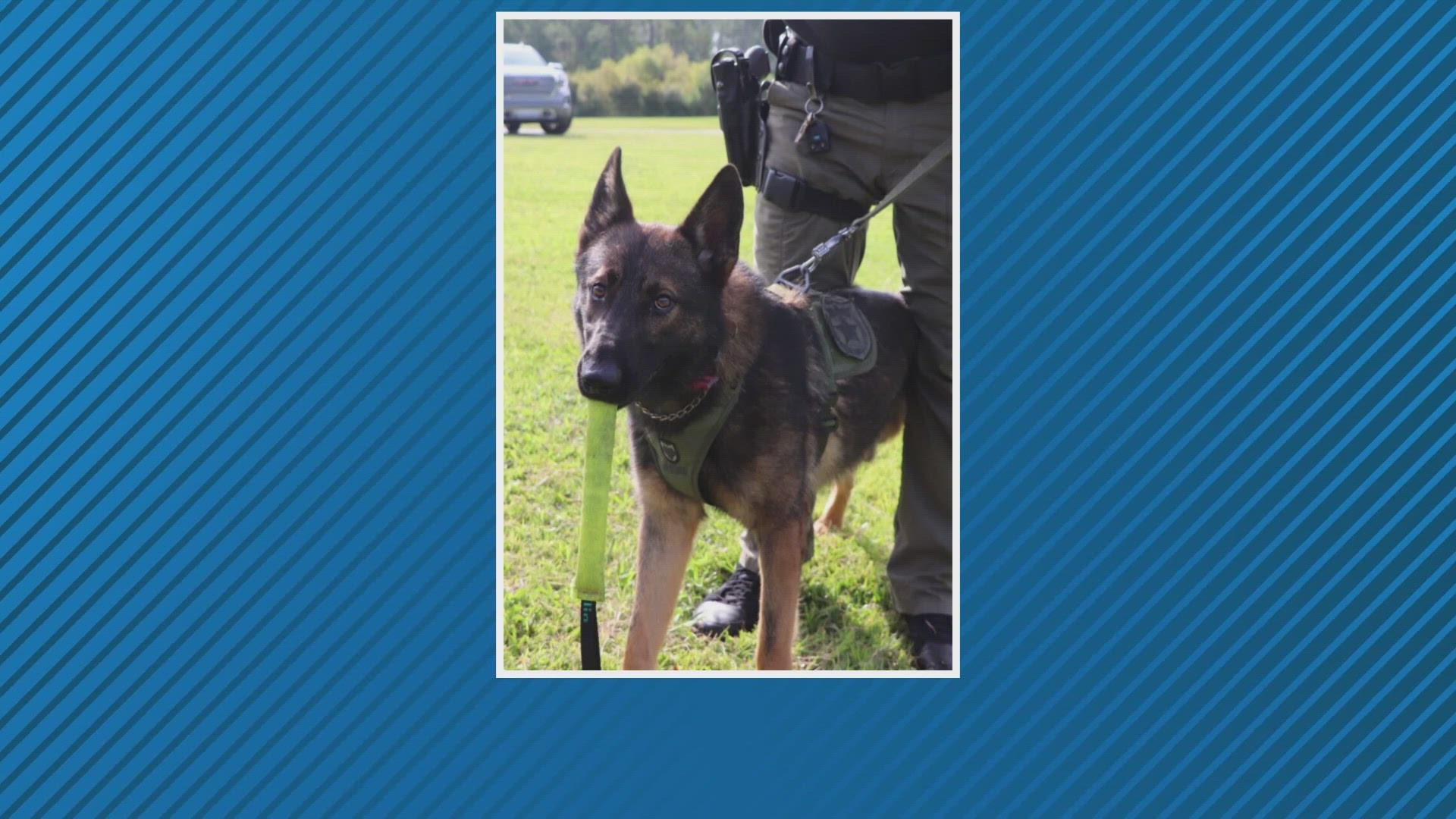 The K-9 named "Chaos" chased after a suspect who fled a traffic stop. Deputies say the suspect had out of county warrants and drugs in his possession.