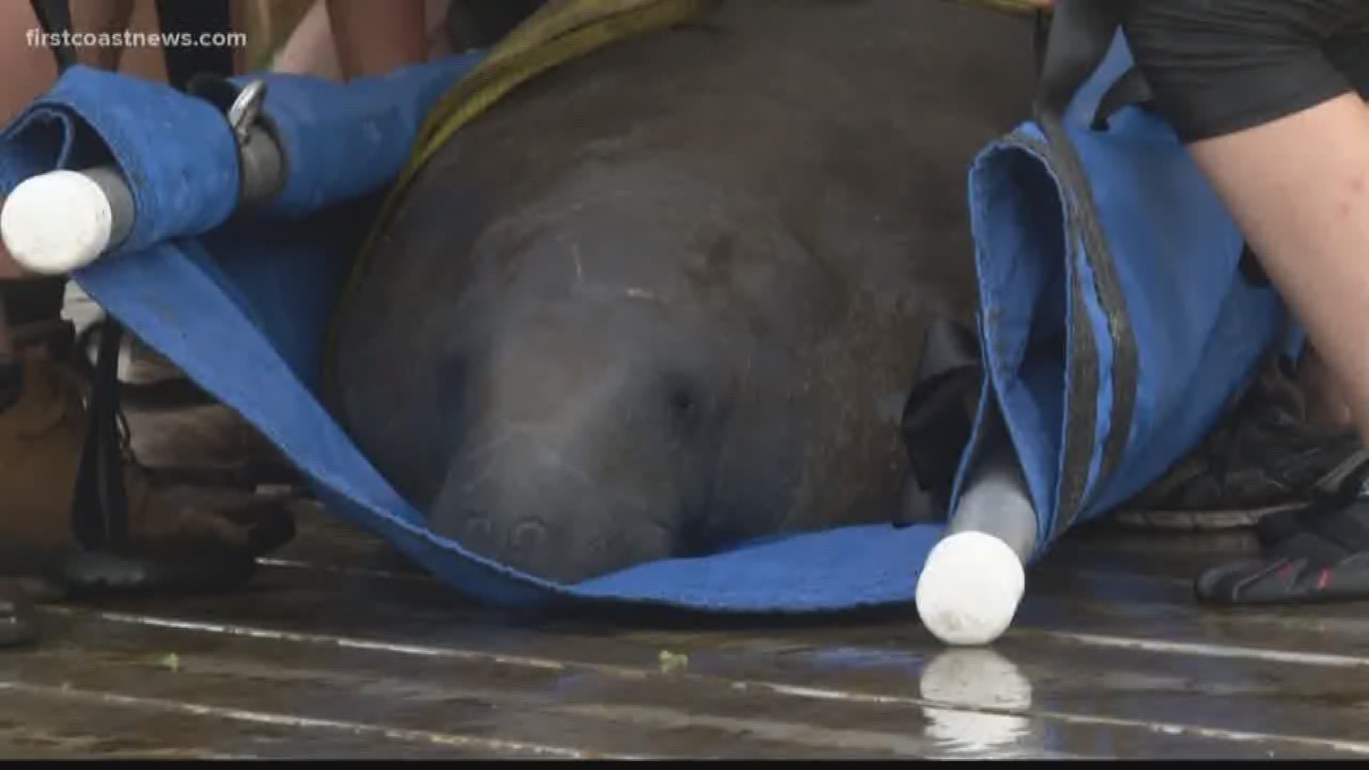 FCN's Brooks Baptiste has the latest on a manatee that was rescued months ago and was released back into its habitat on Tuesday.