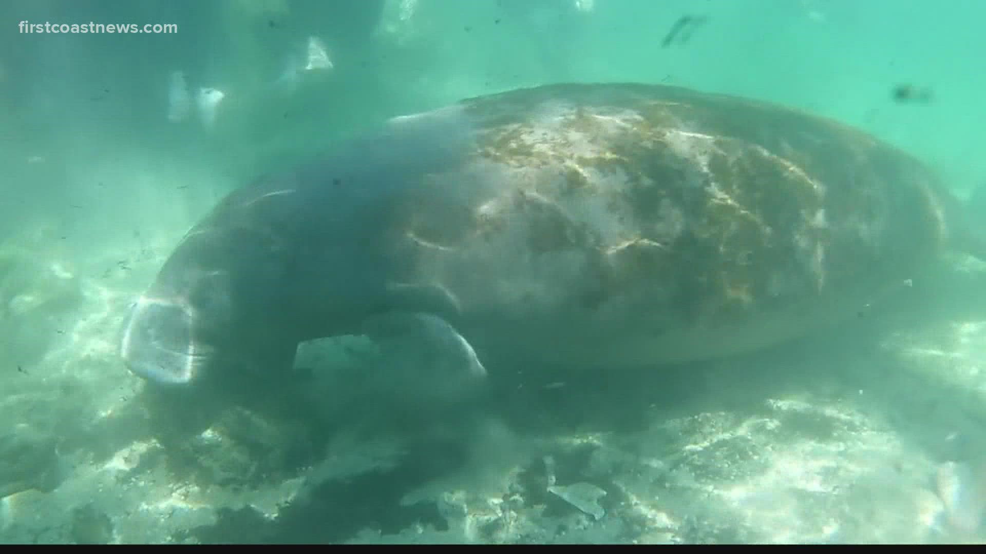 Florida manatees are in crisis.