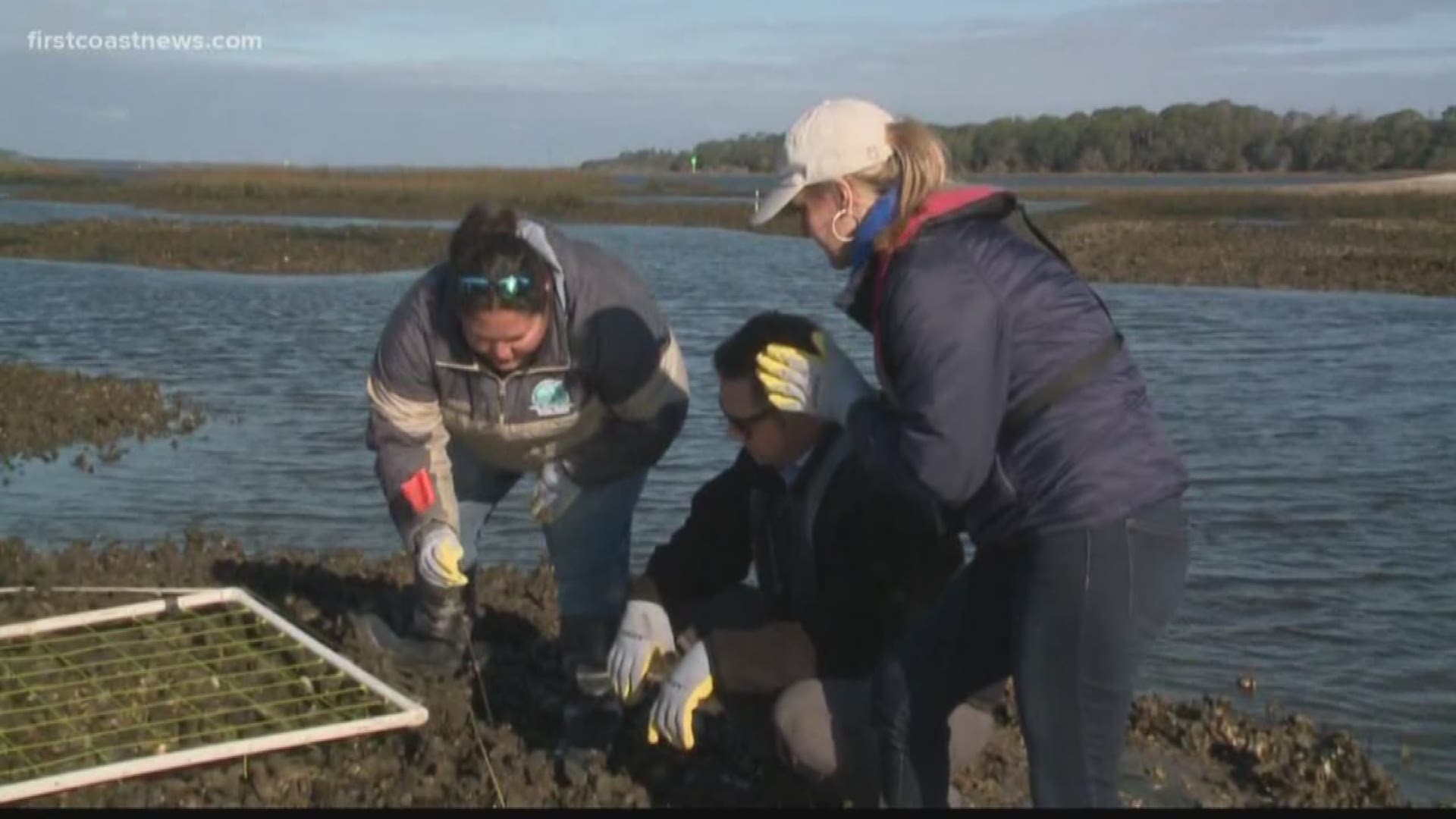 Lewis Turner and Jessica Clark are back with an exciting episode of Lewis & Clark! This episode, they check out oysters -- not for snacks, but for science!