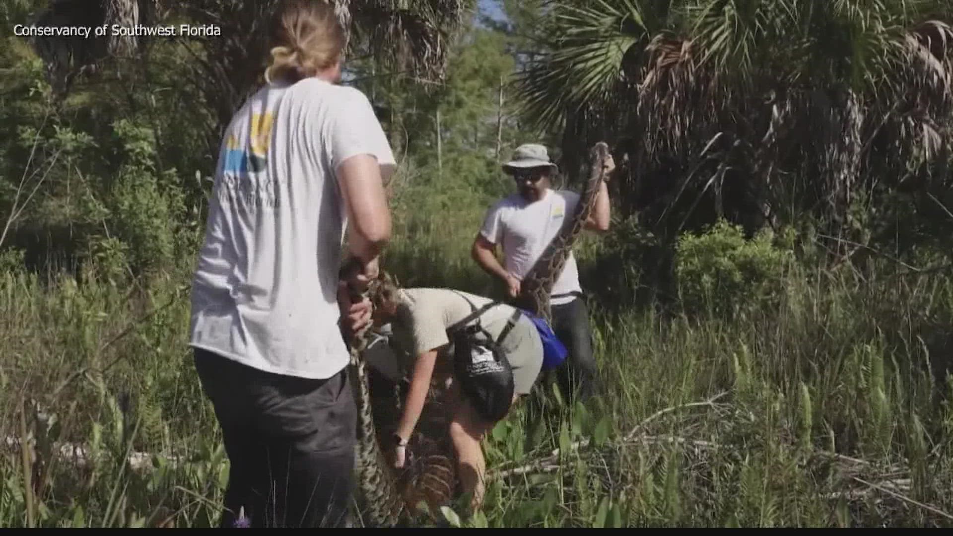 The massive female python required three people to carry her out of the swamp.  Bobcats claws were found in her stomach.