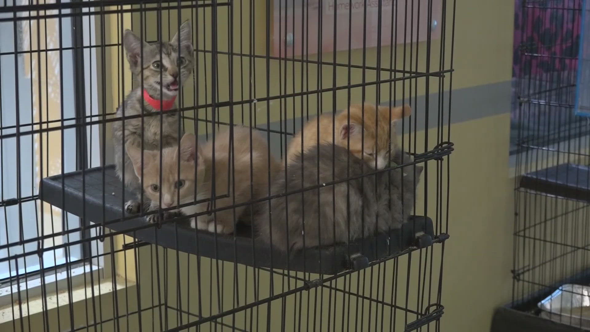 Currently, more than 80 young kittens are waiting for foster homes at JHS.