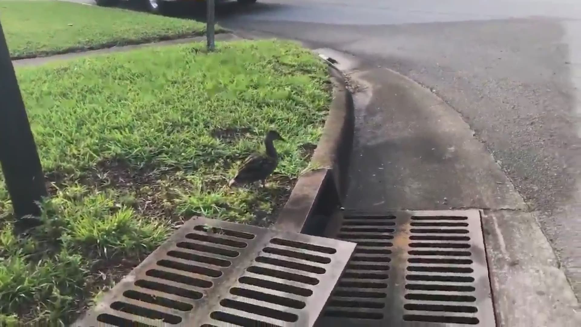 A group of ducklings are safe and back with their mother after they got trapped in a storm drain in Atlantic Beach.