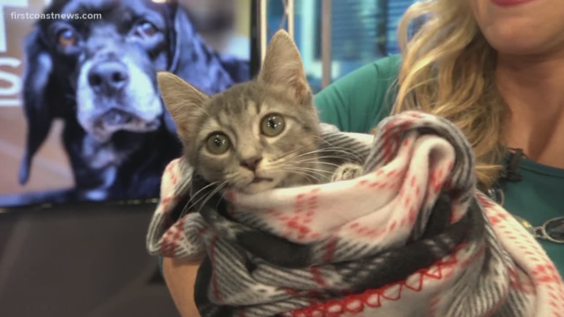 Meet Bailey! She's a cute kitten who will be available for free at the event Saturday at the St. Johns Town Center.