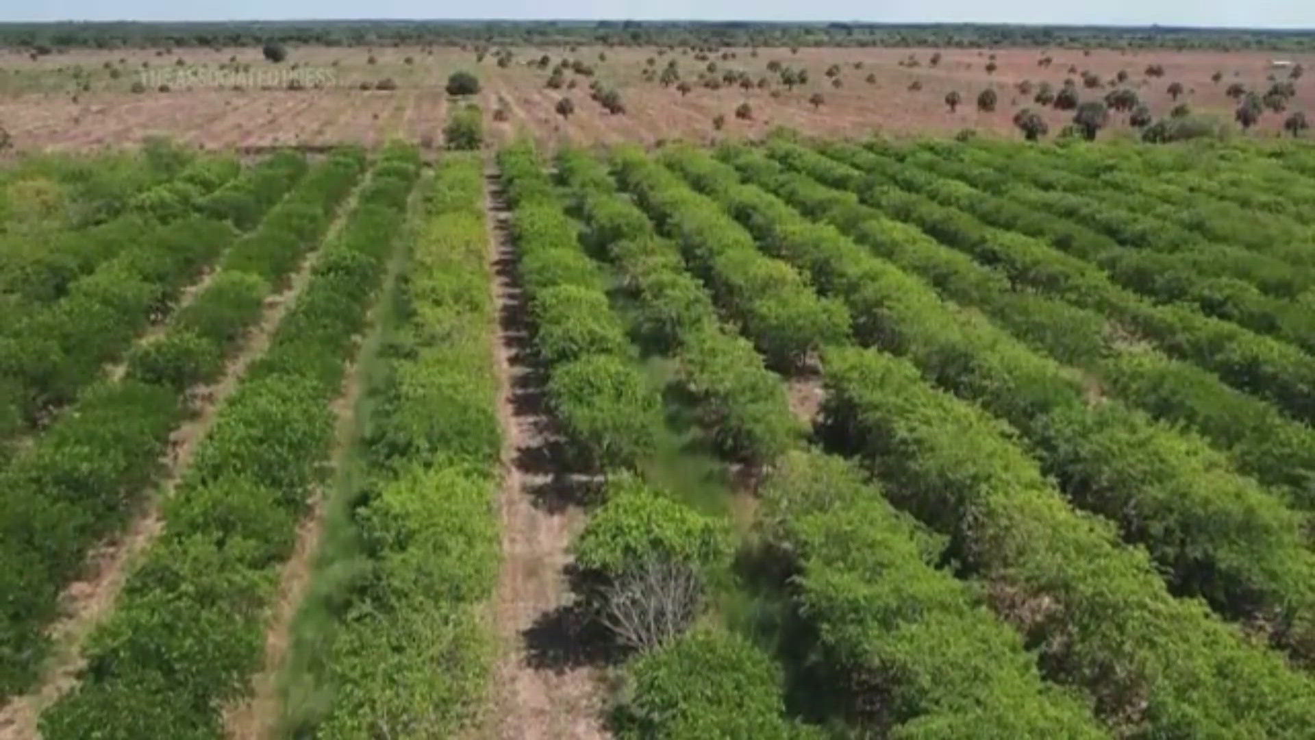 Some farmers are turning to the Pongamia tree after two deadly diseases dried up large parts of the state's citrus industry over the past 20 years.