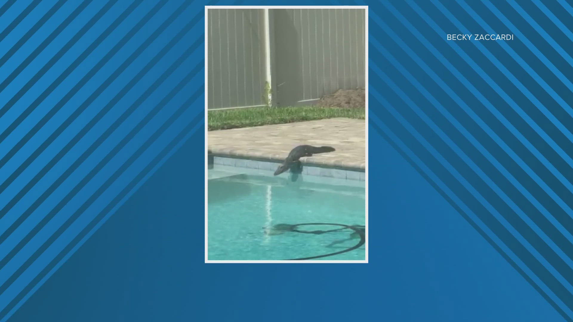 The video was sent to First Coast News by Becky Zaccardi. She said the gator made it a "pretty interesting afternoon" on Friday.