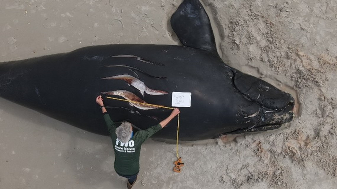 North Atlantic Right Whale Calf Stranded Dead in Florida