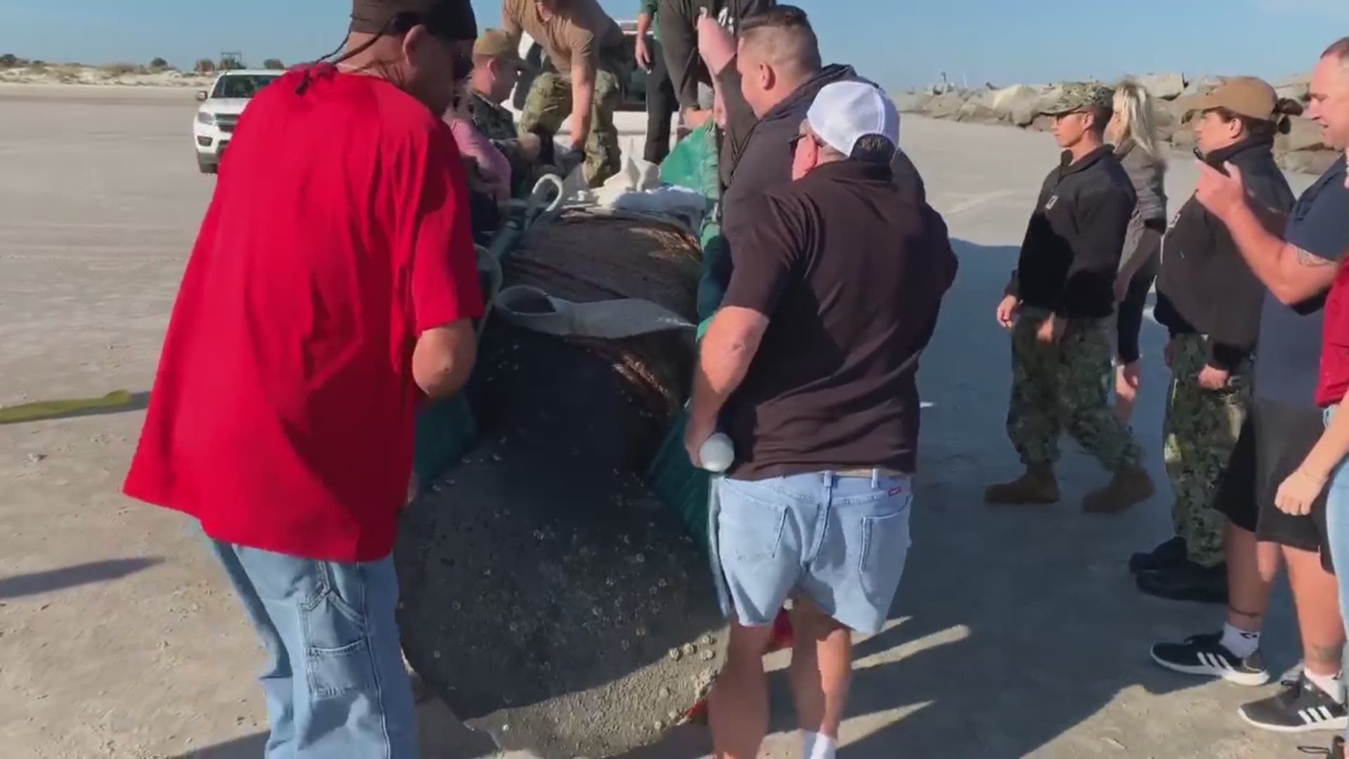 Naval Station Mayport Environmental teamed up with Florida Fish and Wildlife to rescue a beached manatee on Mayport Beach.