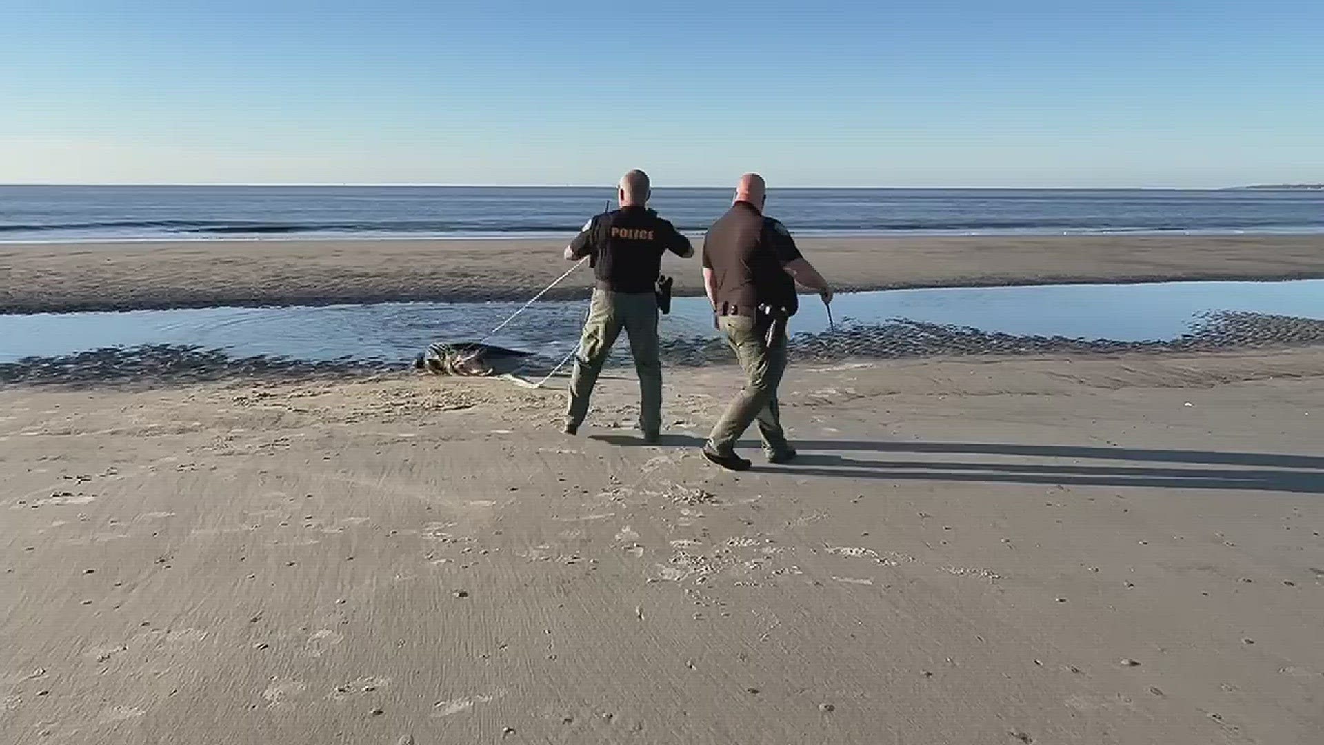 The gator was removed from the beach in St. Simon's Saturday morning.