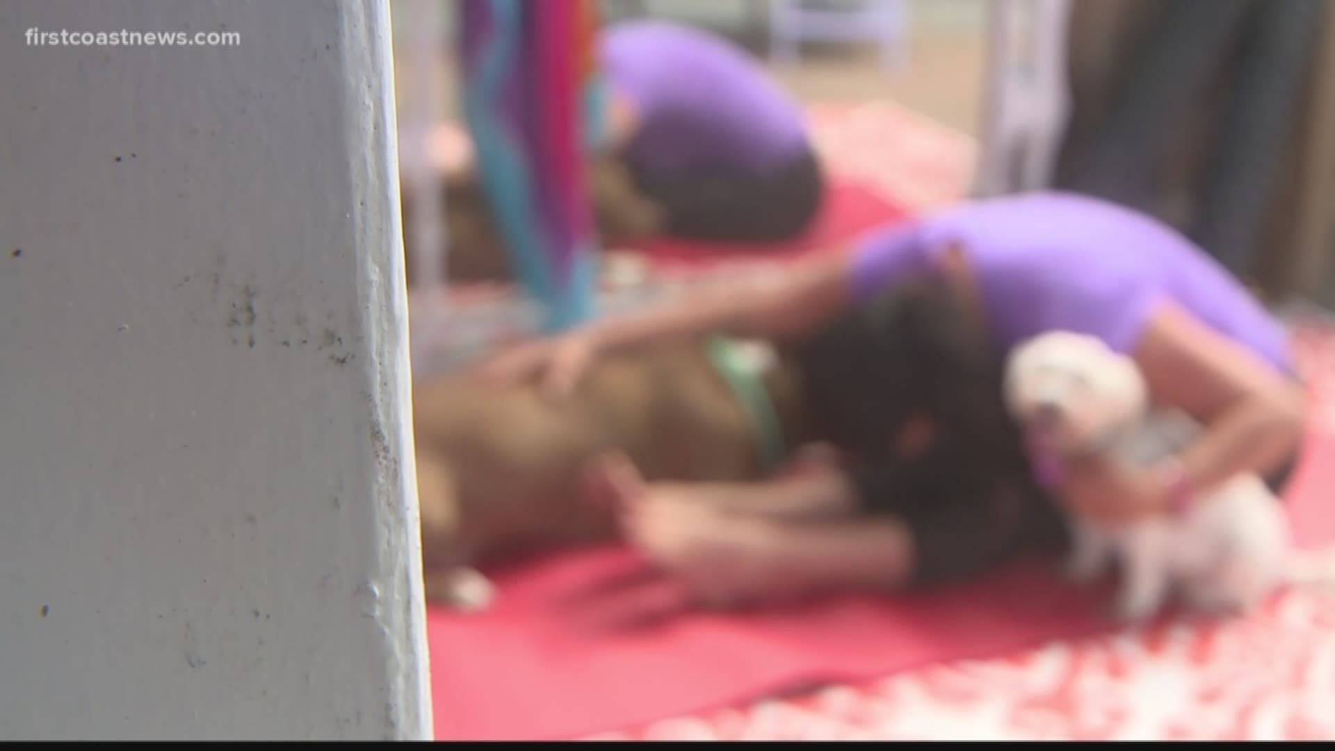 Suzi Teitelman of Jacksonville Beach is a dog instructor. She will be streaming a live dog yoga class Saturday at noon on Rover.com.