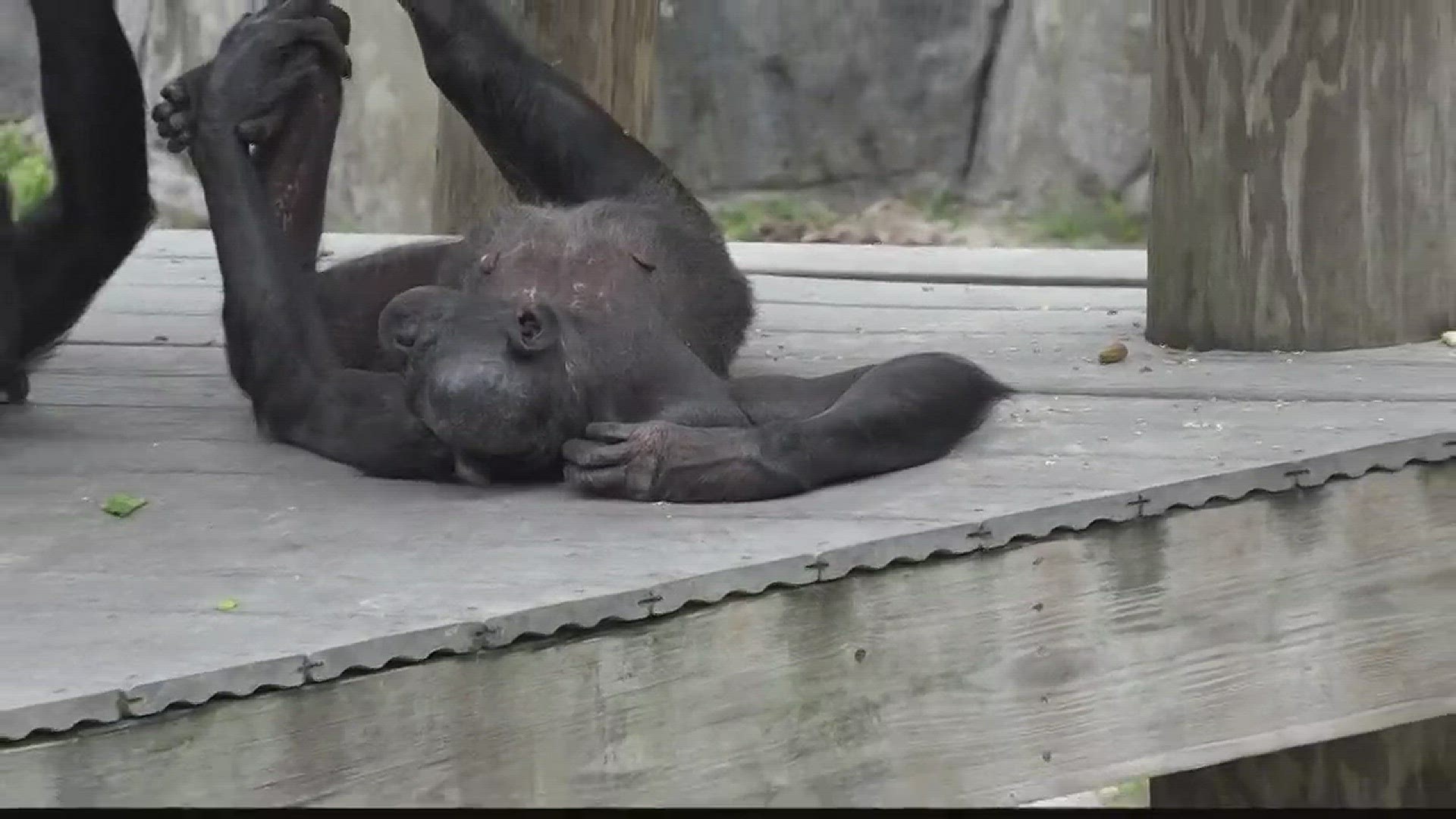 Local family discusses nearly being hit by brick at the zoo.