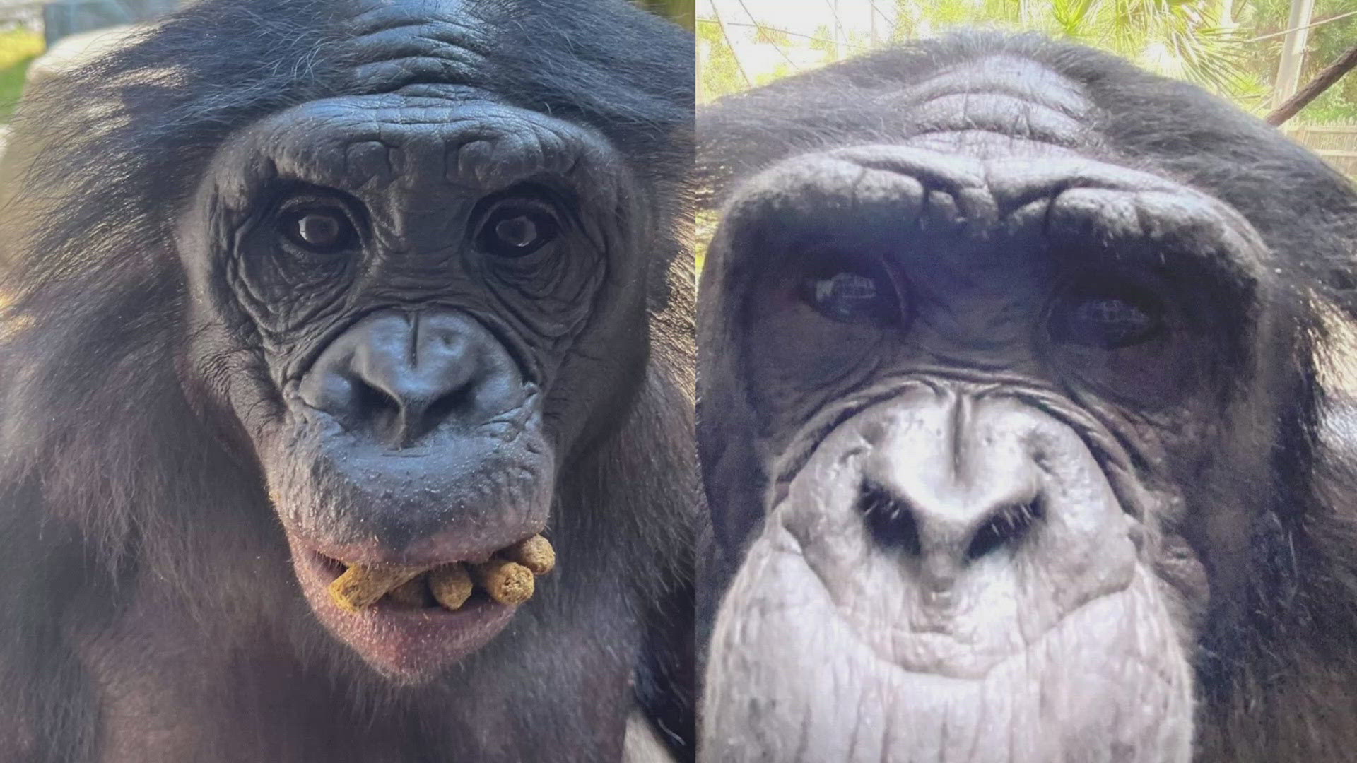 The Jacksonville Zoo & Gardens' beloved gorilla Bulera died last week of a highly contagious bacterial illness. Now, two monkeys have died.