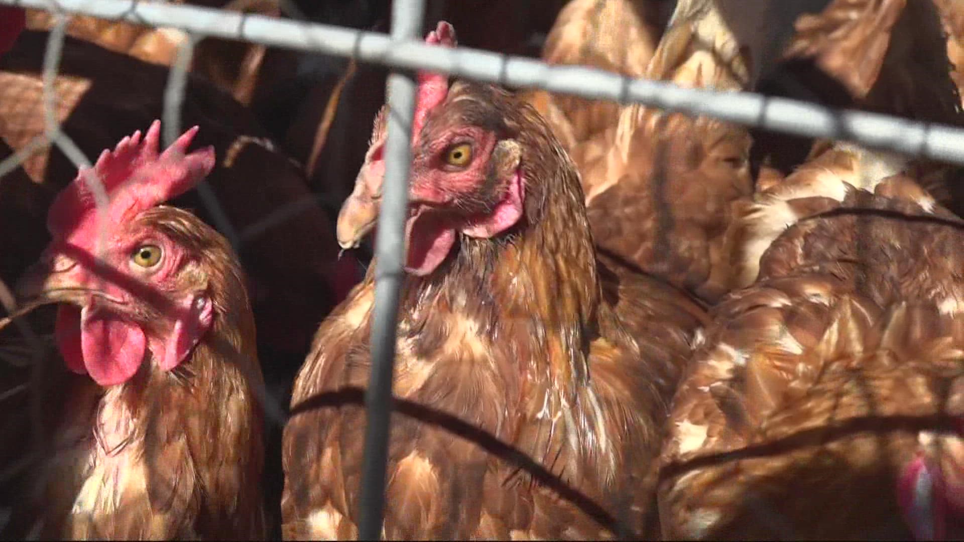 More people are starting backyard chicken coops amid high egg prices, one local farmer says!