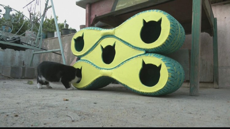 The Buzz: Egyptian artist uses recycled tires to create cat shelters