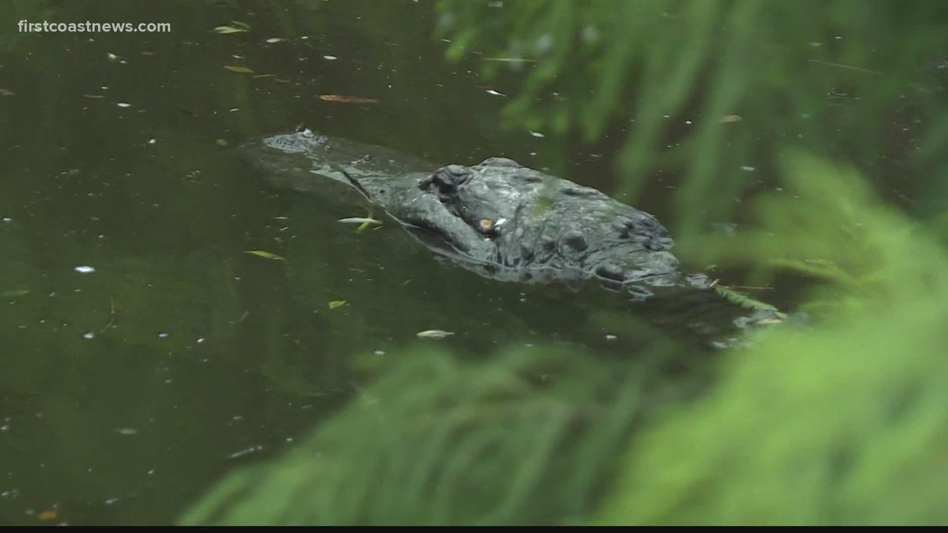 Exclusive interview with the Reptiles Curator at the St. Augustine Alligator Farm. He described his experience when a gator attacked him Saturday at the park.
