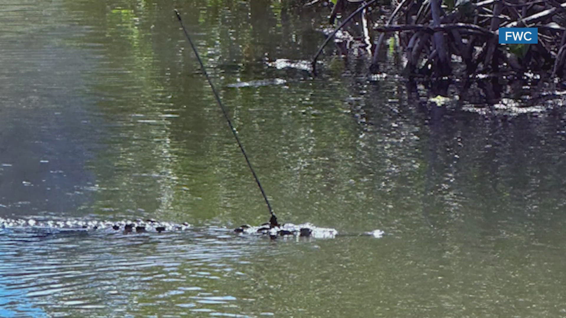 FWC officers and other wildlife professionals from Zoo Miami tried to capture the crocodile to provide treatment, but were unsuccessful.