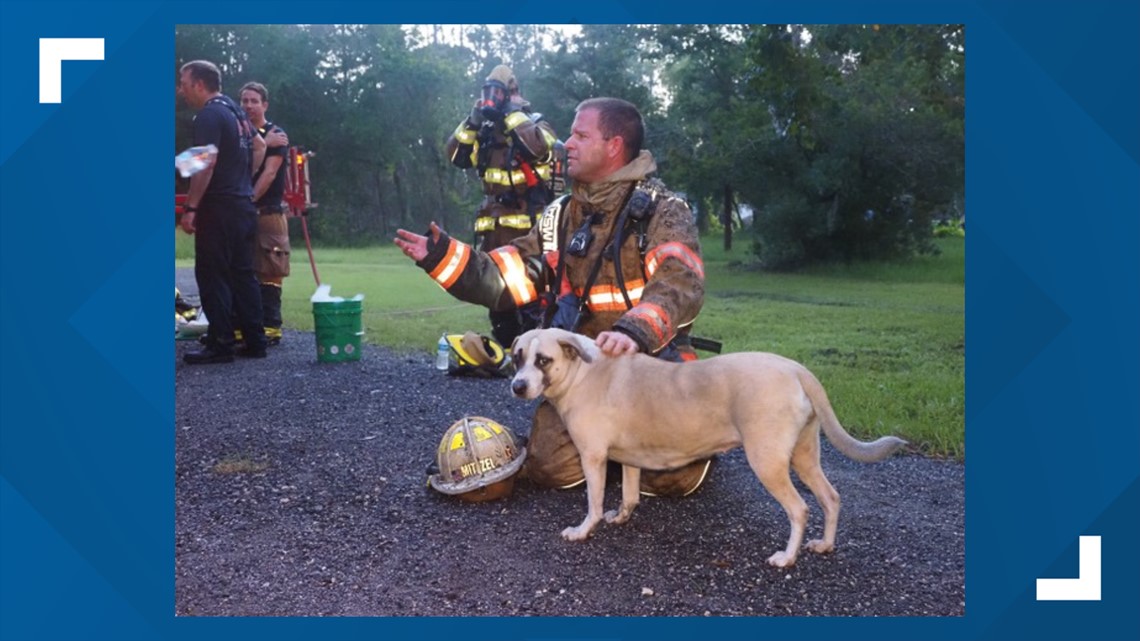 Firefighters rescue dog from house fire in St. Johns County - Vimarsana News