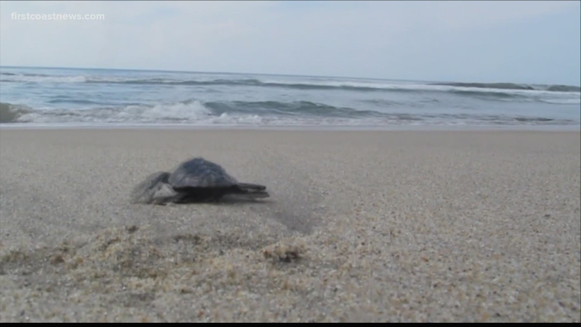 Marine biologists working to help young turtles are finding plastic in the digestive tracts of the animals.